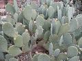 Thornless Prickly Pear / Opuntia ellisiana 